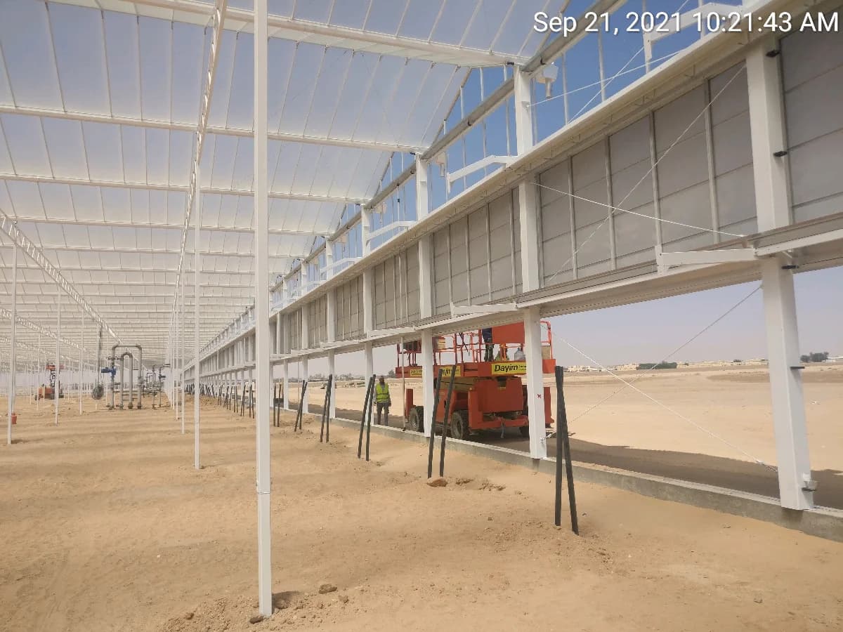 Drip irrigation lines running through greenhouse crops